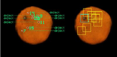 External quality citrus rot detection