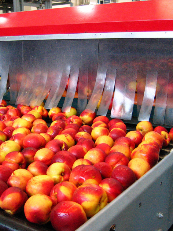 Clean and dry fruit